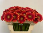 Vollsortiment Gerbera JUANITA - 1 Stiel